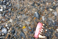 Somebody dropped their dentures.