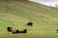 And before you hit th oilfields, there's a large bison ranch.