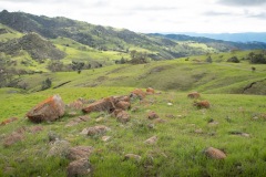 Rich ranchland in the hills east of Santa Barbara.