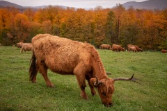 Nice coiffure.