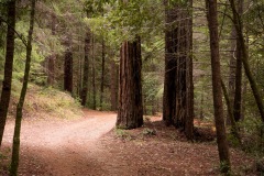 A walk among the giants in the Rockefeller Forest at Bull Creek.