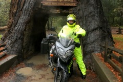 The drive-through Chandelier Tree in Leggett provides shelter from the rain.