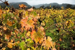 The vineyards burst into color after the harvest.