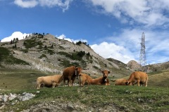 Sheep, cattle, goats - everywhere, and often in the middle of the road.