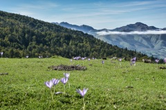 Wildflowers.